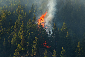Forest Fire Prevention