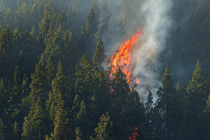 Forest Fire Prevention